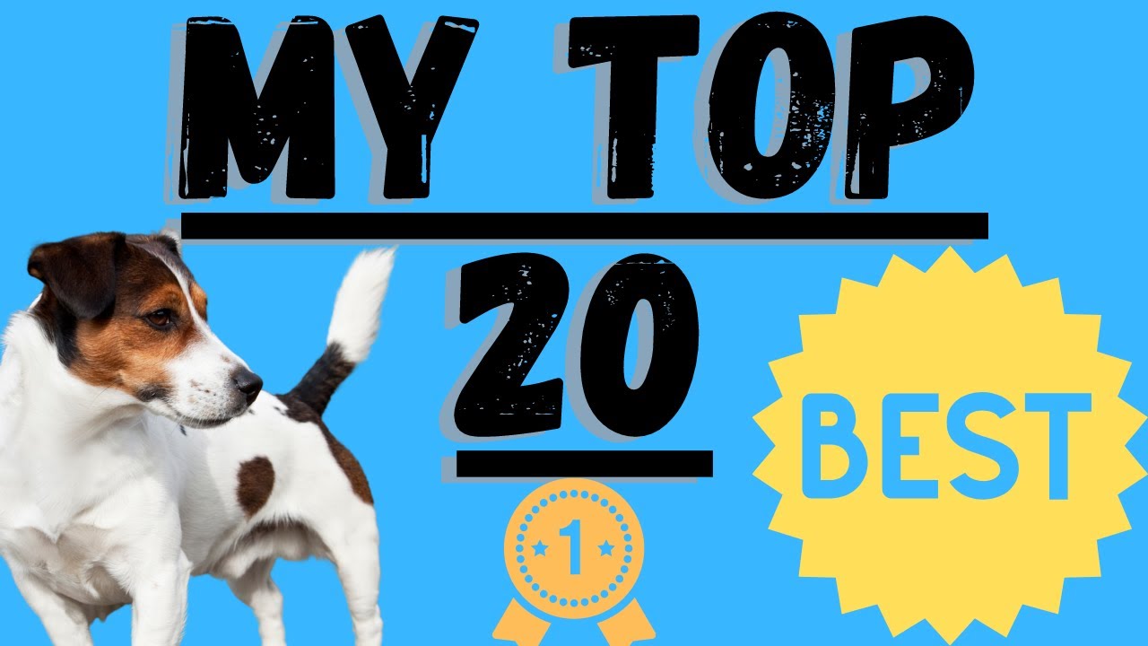 Video thumbnail for Jack Russell Terriers (20 Reasons They Are Hands Down The Best Dog)