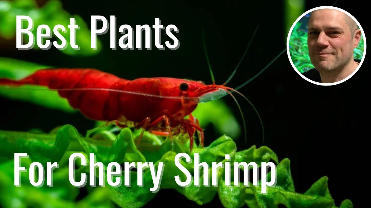 Video thumbnail for Best Plants for Red Cherry Shrimp! - MY TOP 10 PLANTS TO GROW IN AN AQUARIUM WITH RED CHERRY SHRIMP