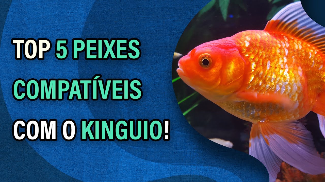 Video thumbnail for Top 5 Peixes Compatíveis com o Kinguio