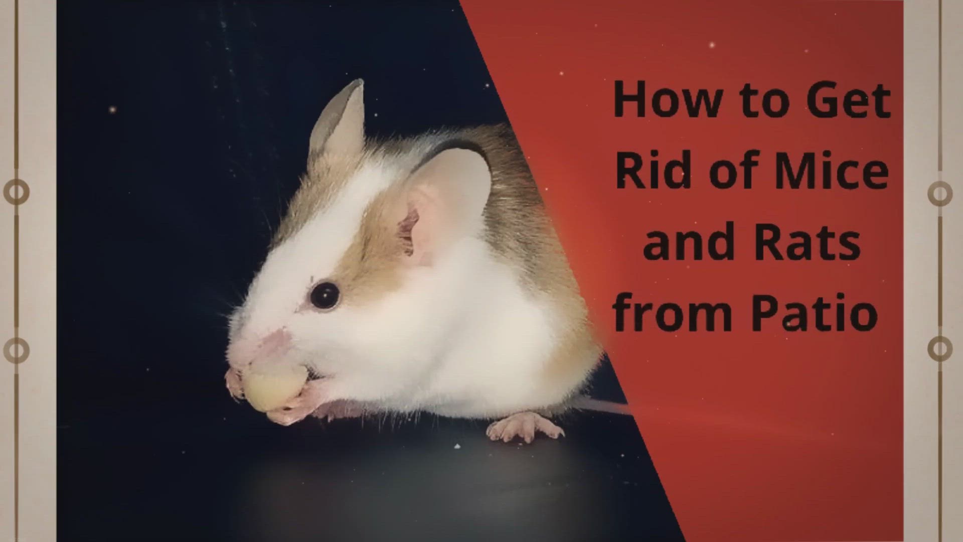 Video thumbnail for How to Get Rid of Mice and Rats from Patio and Yard