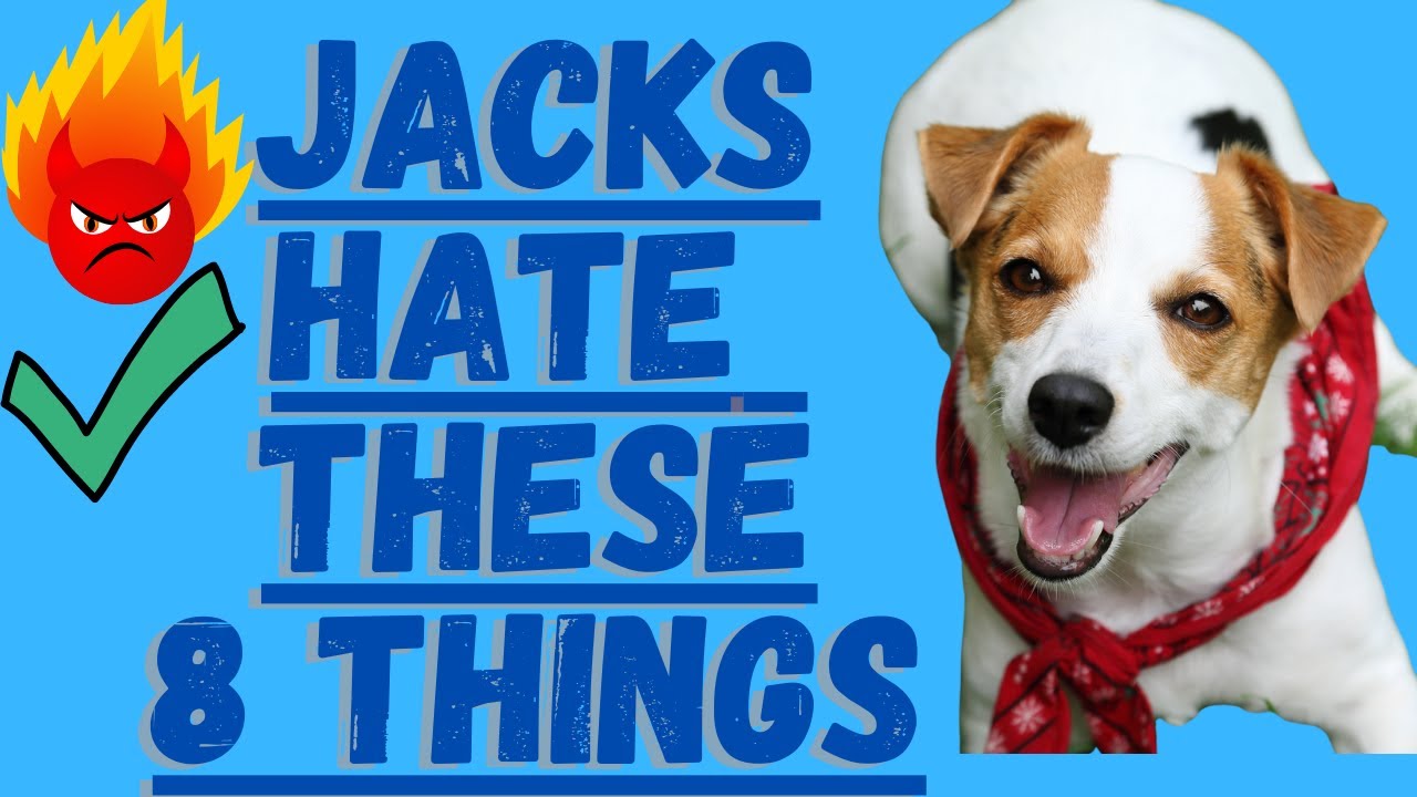 Video thumbnail for 8 Things Jack Russell Terriers Absolutely Hate!