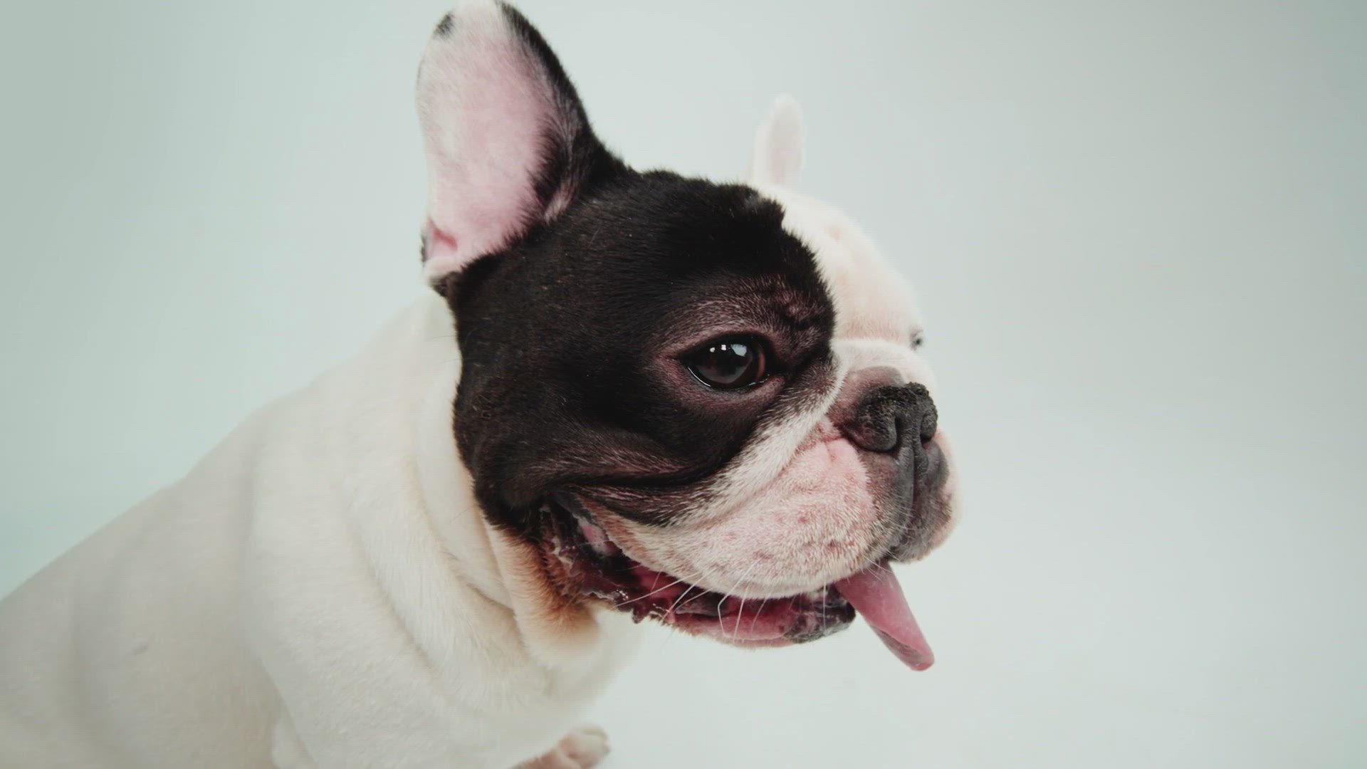 Video thumbnail for Cute French Bulldogs
