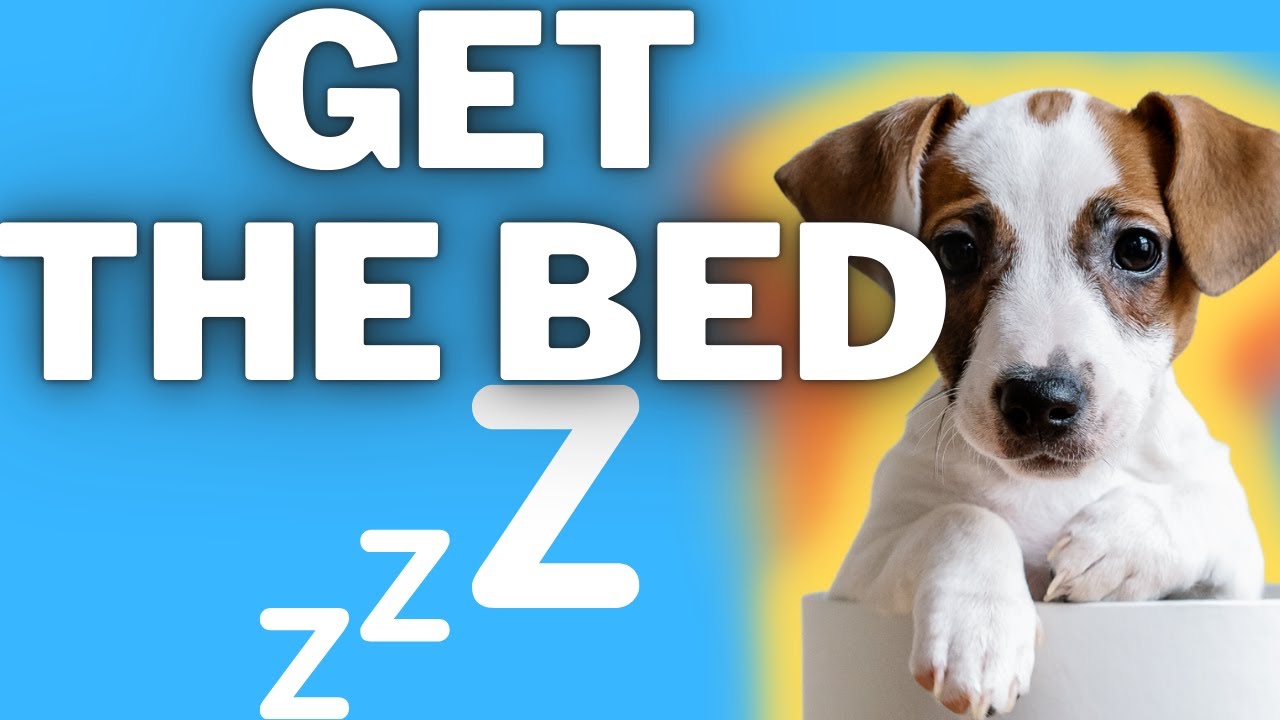 Video thumbnail for The Benefits Of Dog Beds For Jack Russell Terriers (Plus, My Favorite Options)