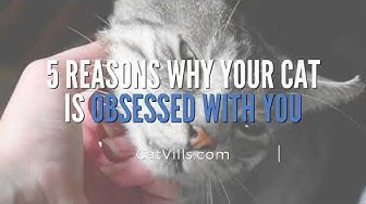 Video thumbnail for 5 REASONS WHY YOUR CAT IS OBSESSED WITH YOU