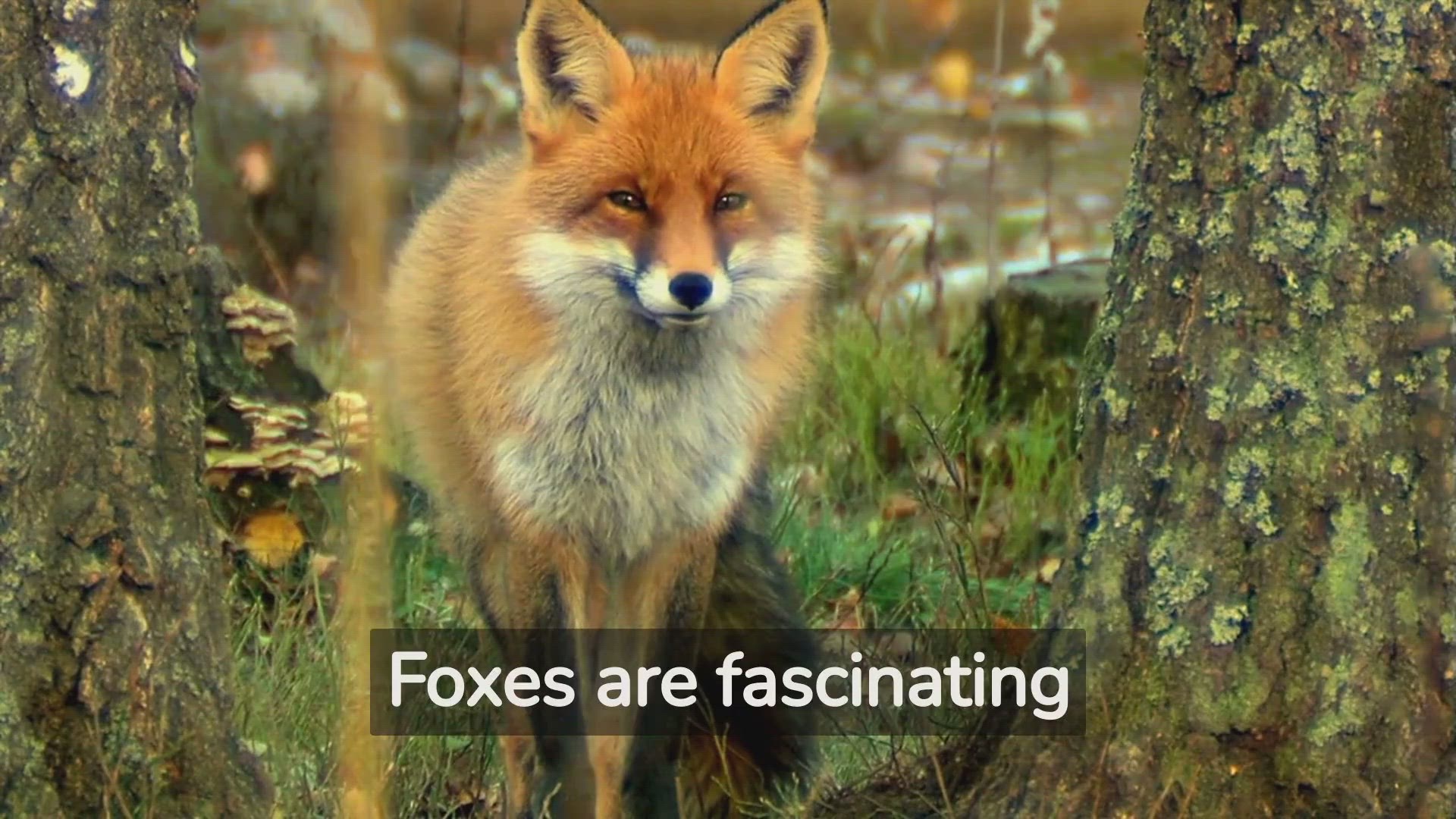 'Video thumbnail for whats-up-with-foxes-unraveling-the-mystery-of-fox-behavior'