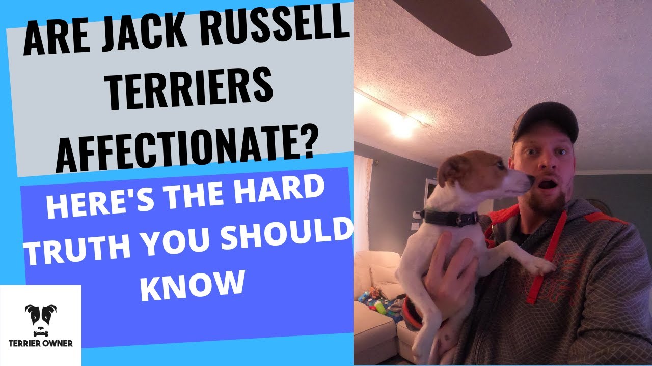 Video thumbnail for Are Jack Russell Terriers Affectionate? [Here's The Truth]