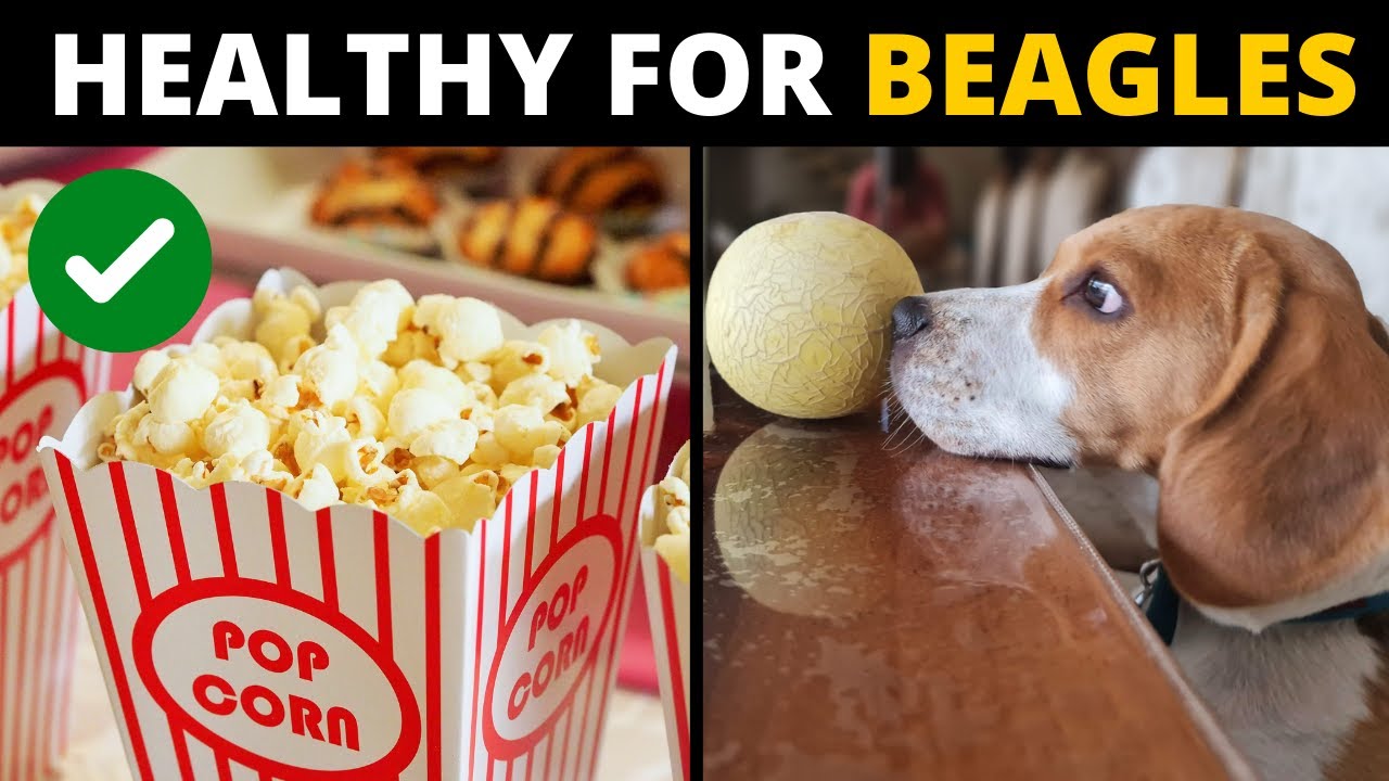 Video thumbnail for 10 Human Foods that are Actually GOOD for Beagles