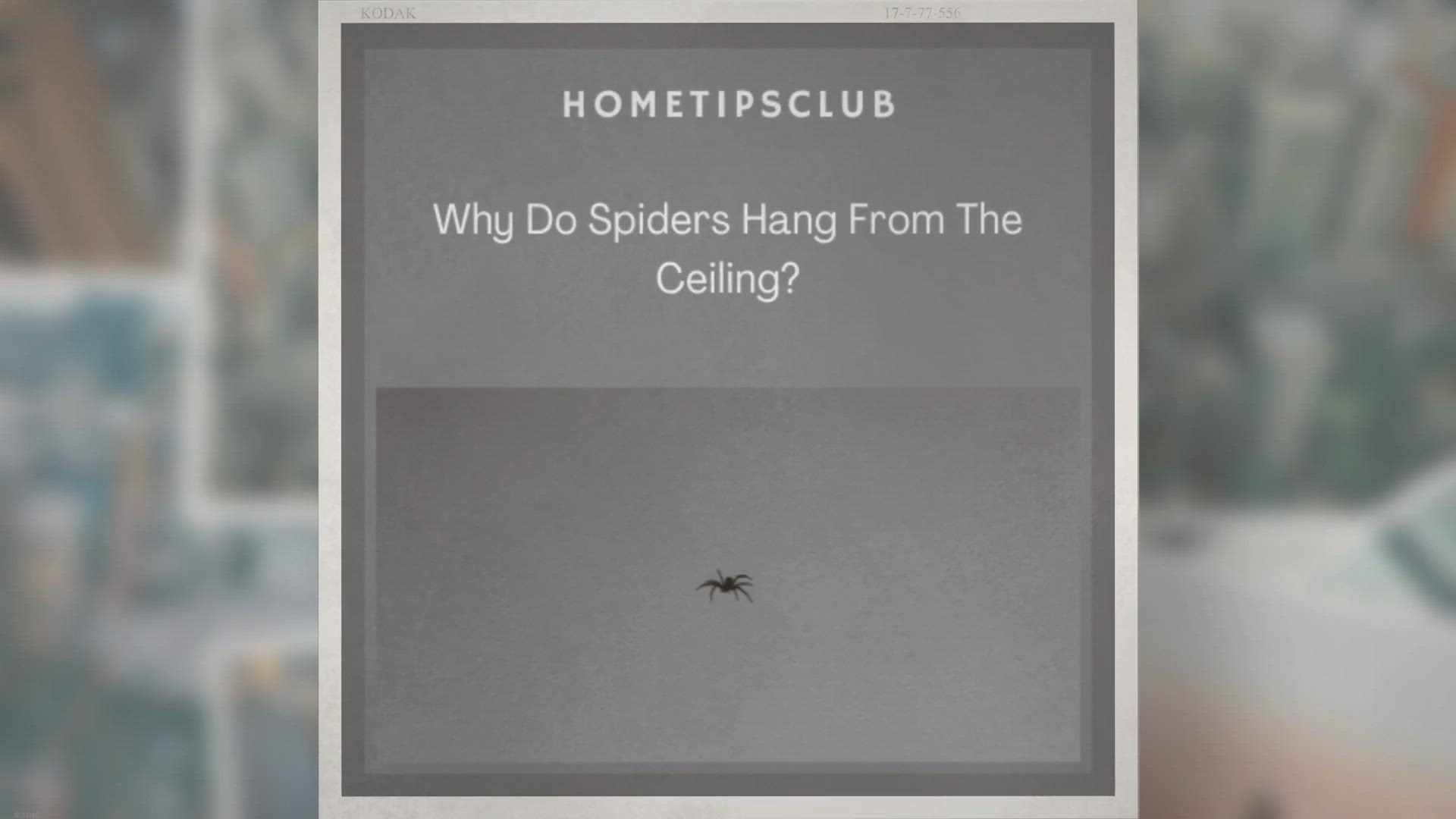Video thumbnail for Why Do Spiders Hang From The Ceiling?