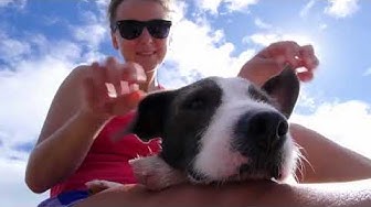 'Video thumbnail for How To Help Your Dog’s Goopy And Itchy Eyes And Ears? Helpful Dog Videos | Dogsforest.ccom'