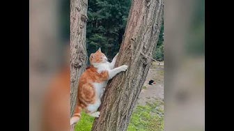 Video thumbnail for The Funniest Cats