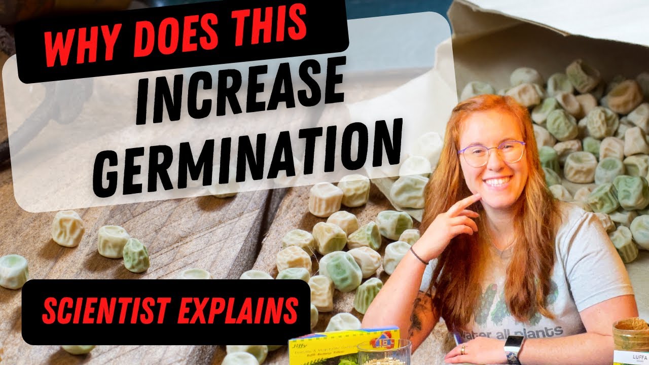 Video thumbnail for What Is Seed Scarification? Why MOST Seeds Benefit From Weakening The Seed Coat! | Science Explains
