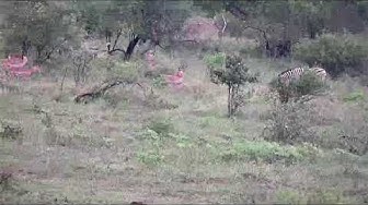 Video thumbnail for Live Safari from the Kruger National Park