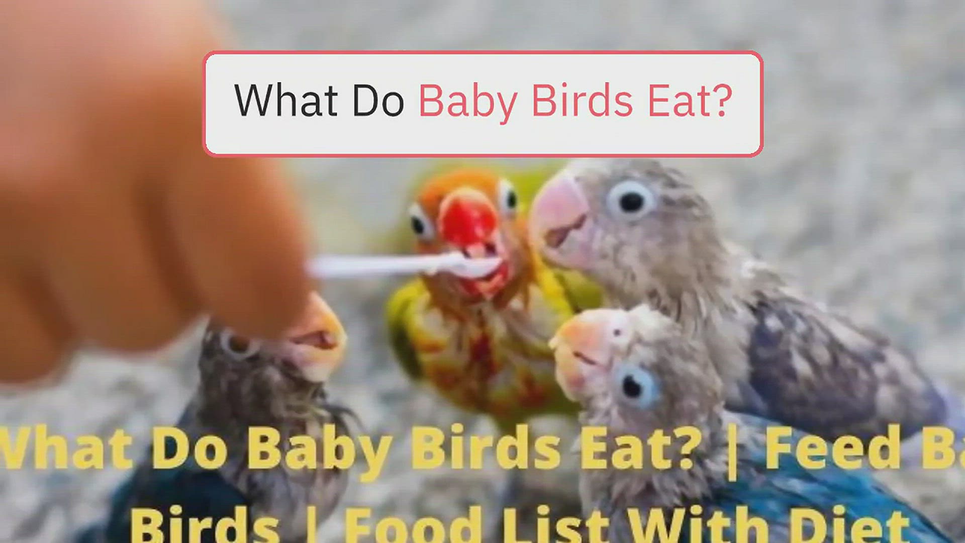 Video thumbnail for What Do Baby Birds Eat? (Feeding Baby Birds)
