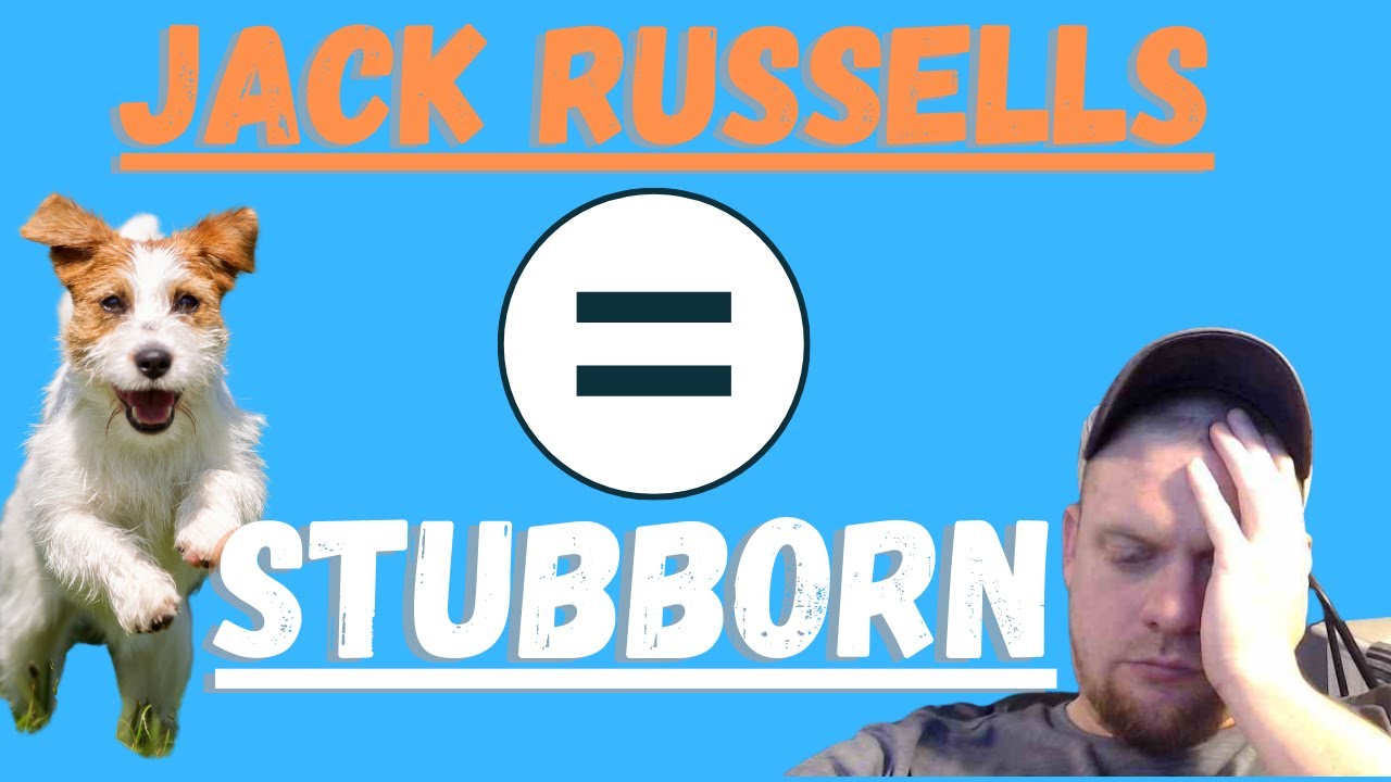 Video thumbnail for Jack Russell Terriers (How Stubborn They Can Be And What To Do)
