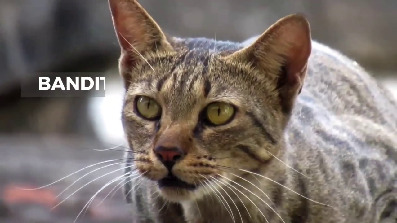 Video thumbnail for Best Male Cat Names