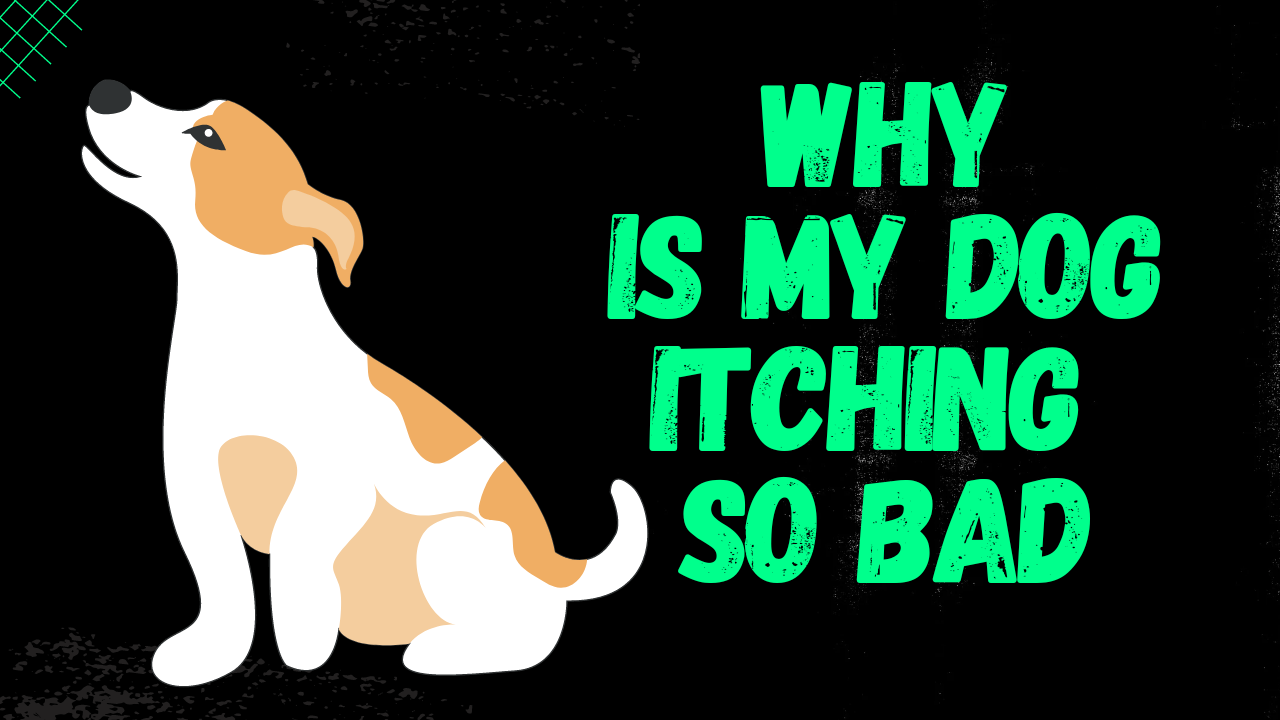 Video thumbnail for Why Is My dog Itching So Bad [smallanimaladvice.com]