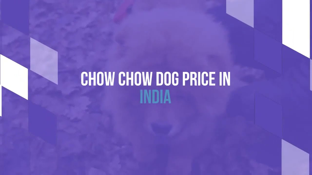 Video thumbnail for Chow Chow Dog Price In India [How To Buy In The Cheapest Way in 2022]