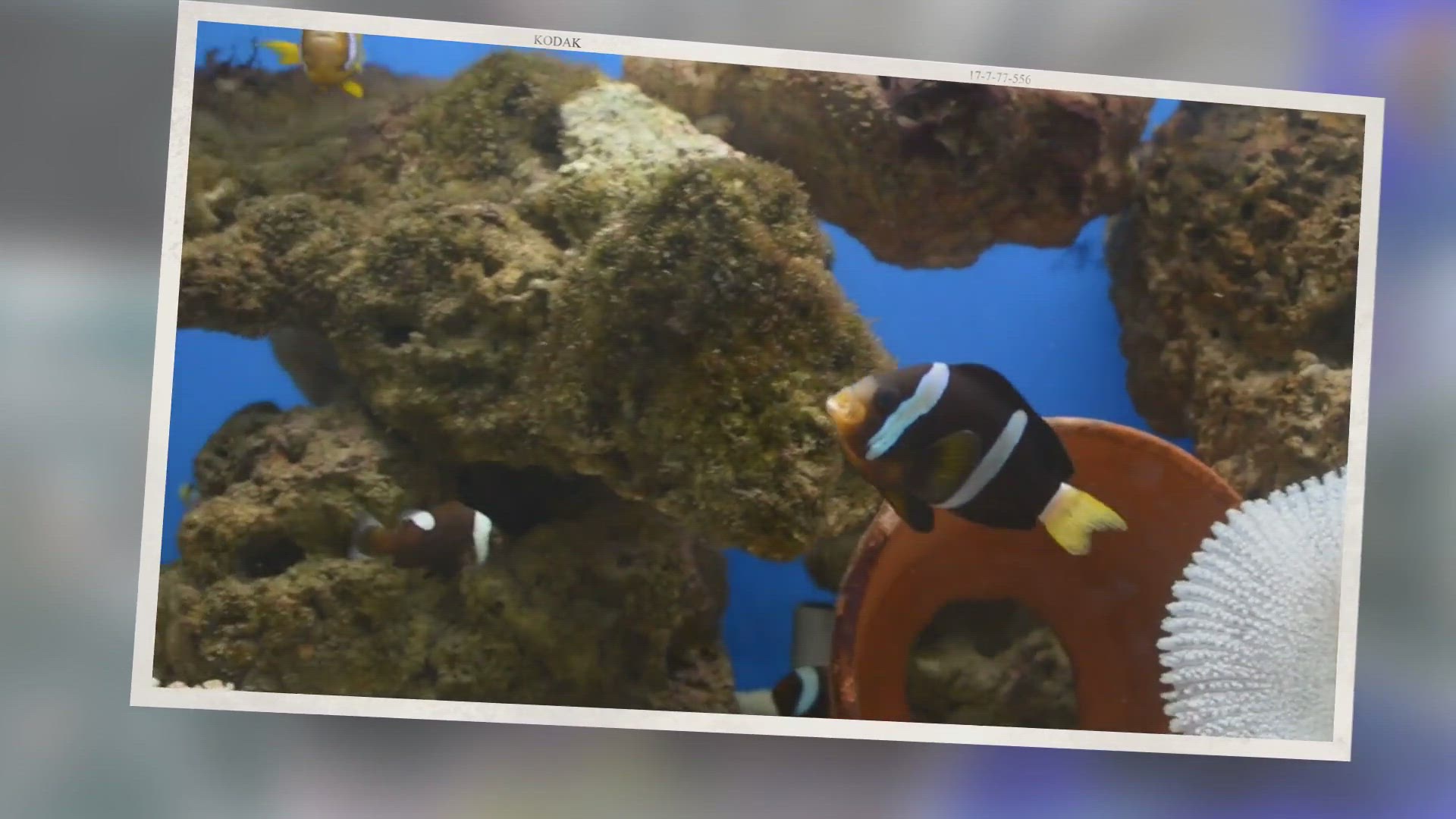 Video thumbnail for 25 Best Beginner Saltwater Fish (Including 7 To Avoid)