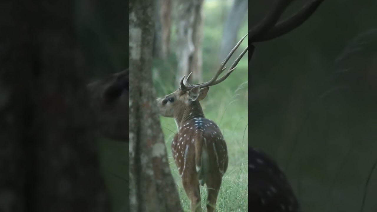 Video thumbnail for Spotted deer #shorts