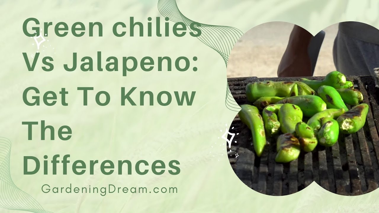 Video thumbnail for Green chilies Vs Jalapeno Get To Know The Differences