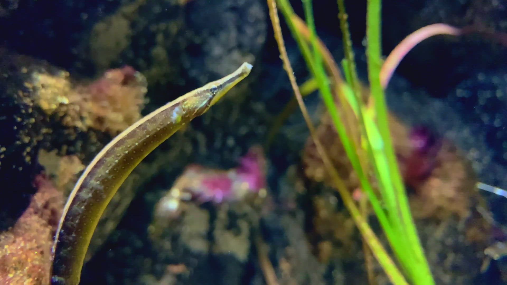 'Video thumbnail for Beady pipefish'