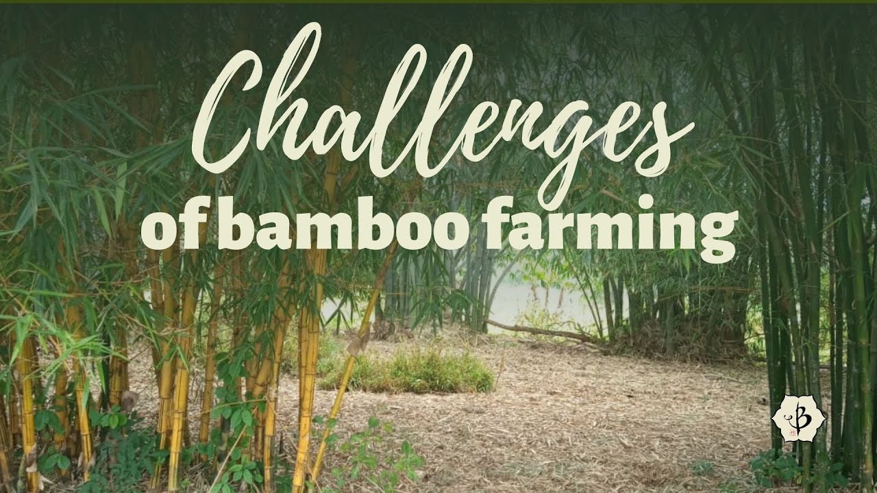 'Video thumbnail for Challenges of Bamboo Farming'