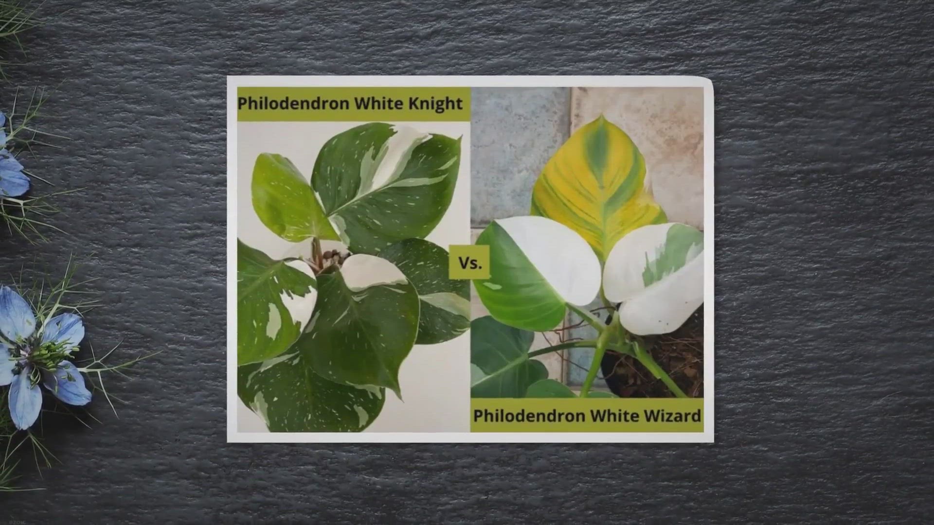 Video thumbnail for Philodendron White Knight Vs. White Wizard (A Better Comparison)