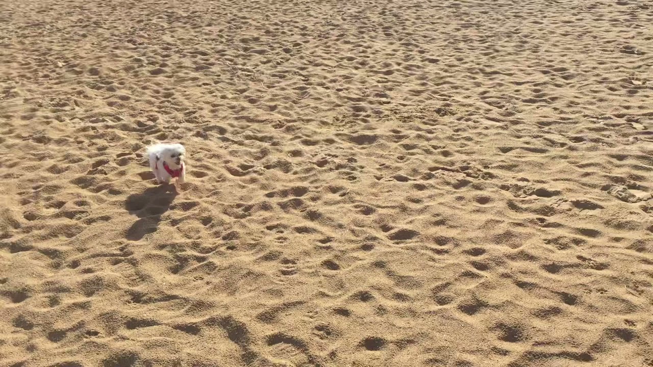 Video thumbnail for Christmas Day on the beach ☀️ We’re getting there with recall 🙊 #pettravel #dogtraining #portugal