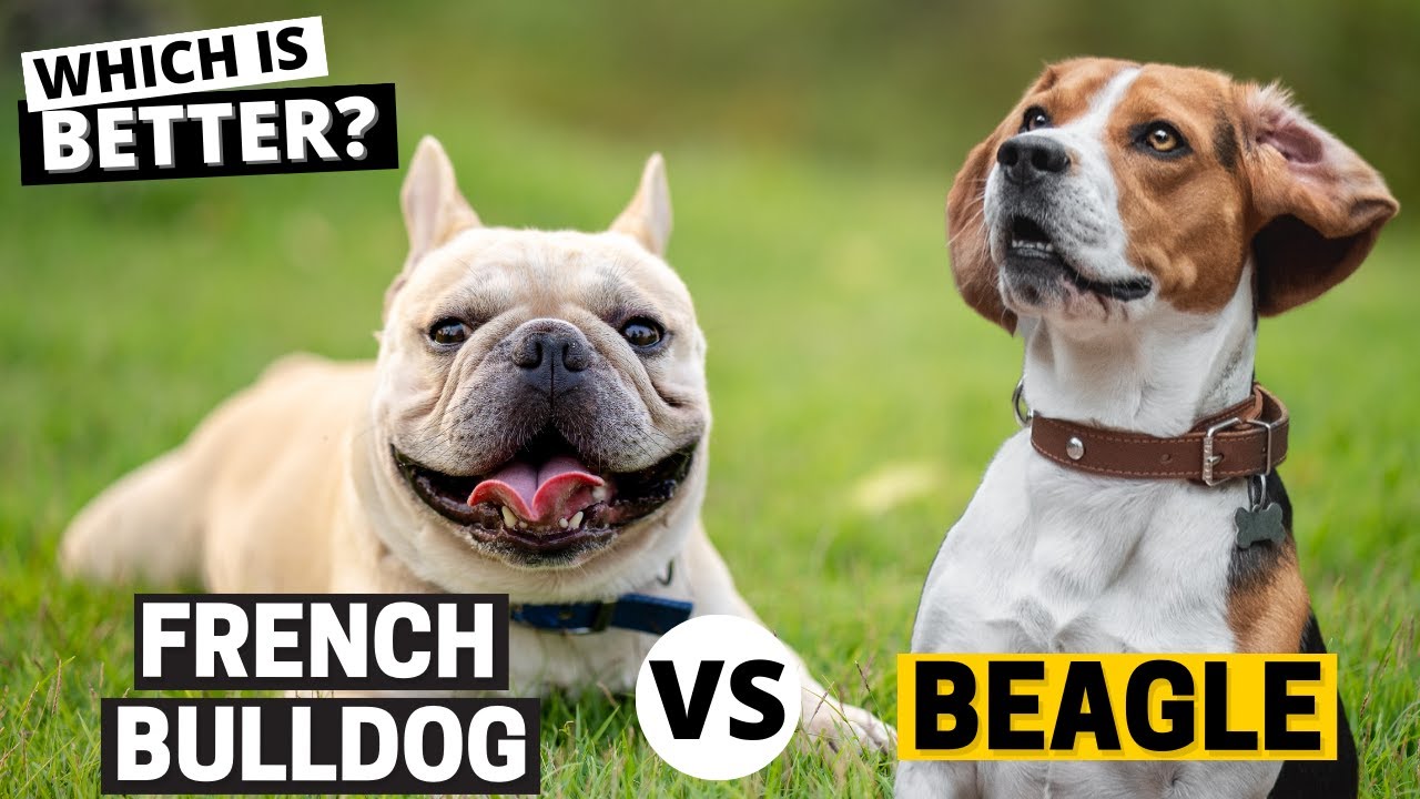 Video thumbnail for Beagle vs French Bulldog: Which is Better?