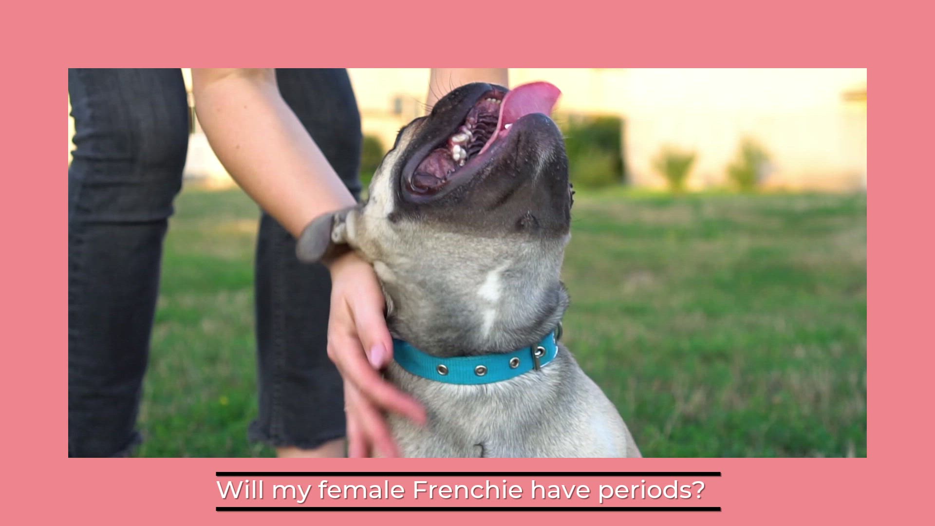 Video thumbnail for French Bulldog Periods – What You Should Know
