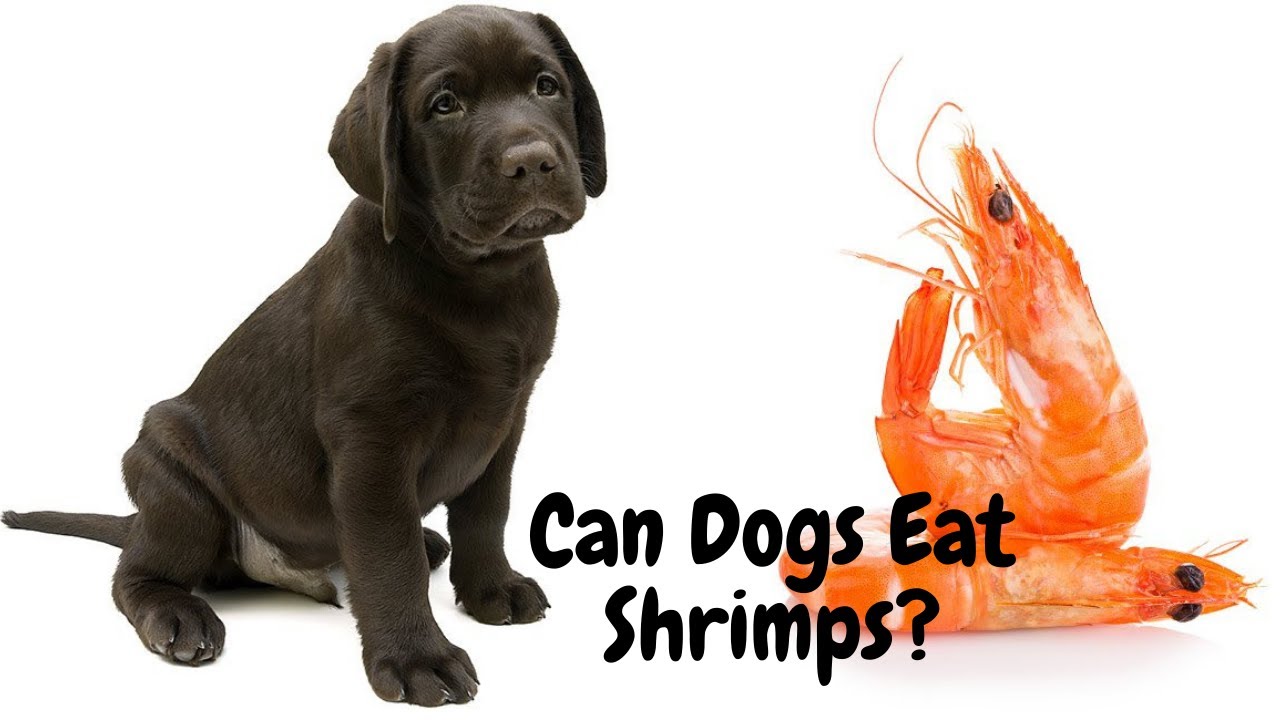 'Video thumbnail for Can Dogs Eat Shrimps? | Playful Dog Videos | Dogsforest.ccom'