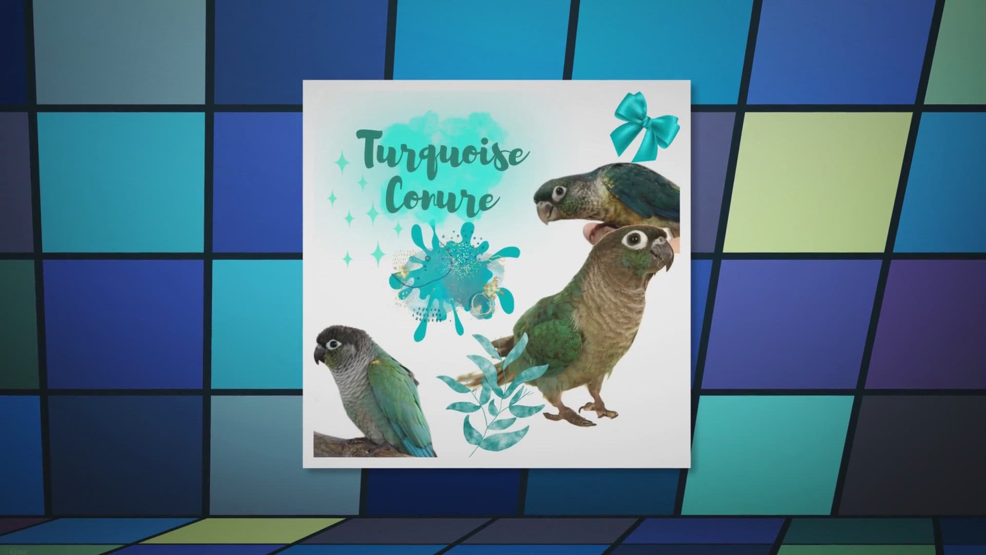 Video thumbnail for Turquoise conure