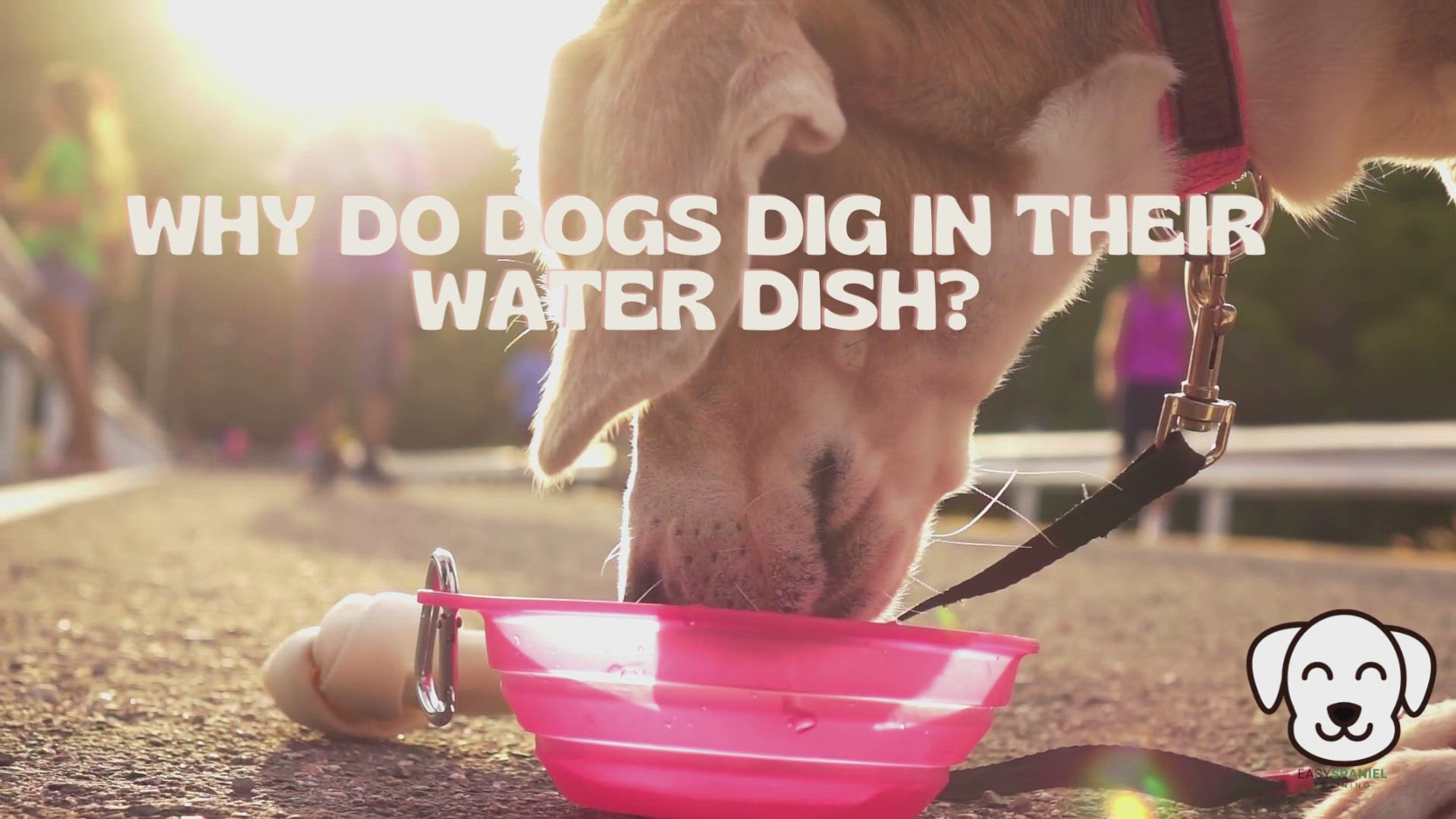 'Video thumbnail for Why do dogs dig in their water bowls'