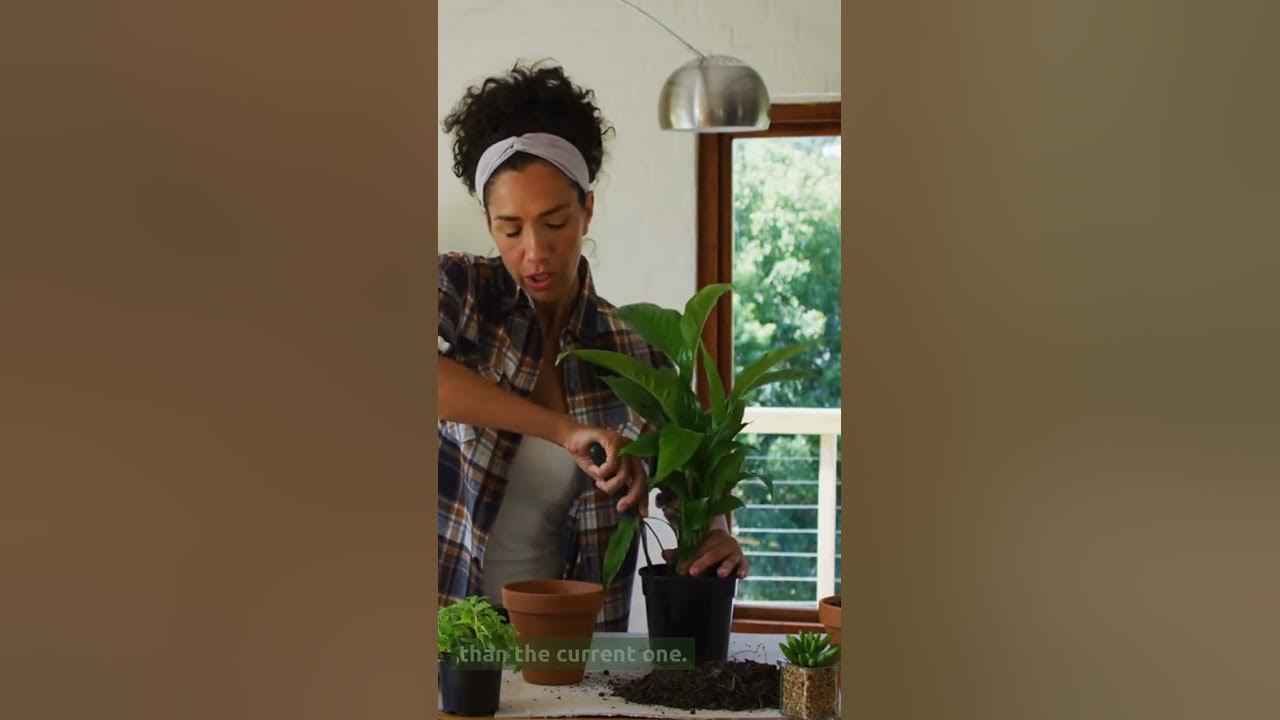 Video thumbnail for Amazing Tips How To Repot Starfish Snake Plant! (2023)