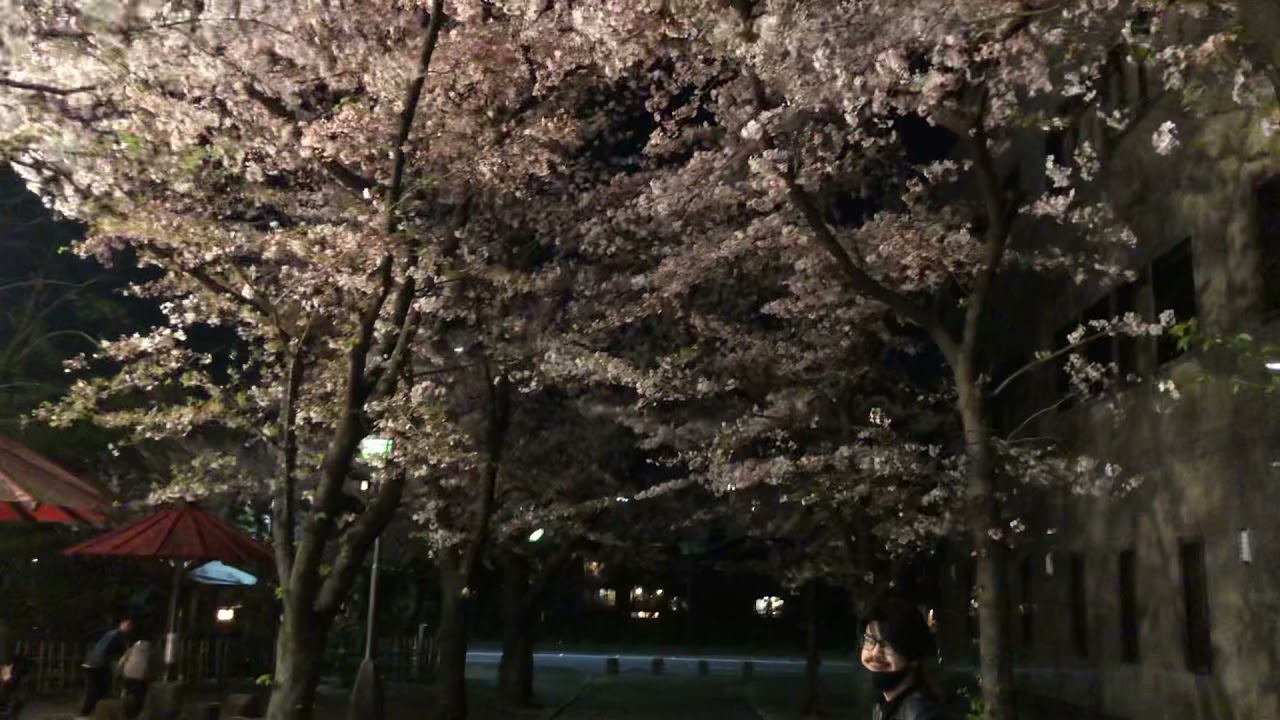 Video thumbnail for 祇園白川はライトアップされてなくても明るく美しい桜を観れます【オンライン京都旅行】2021年4月2日
