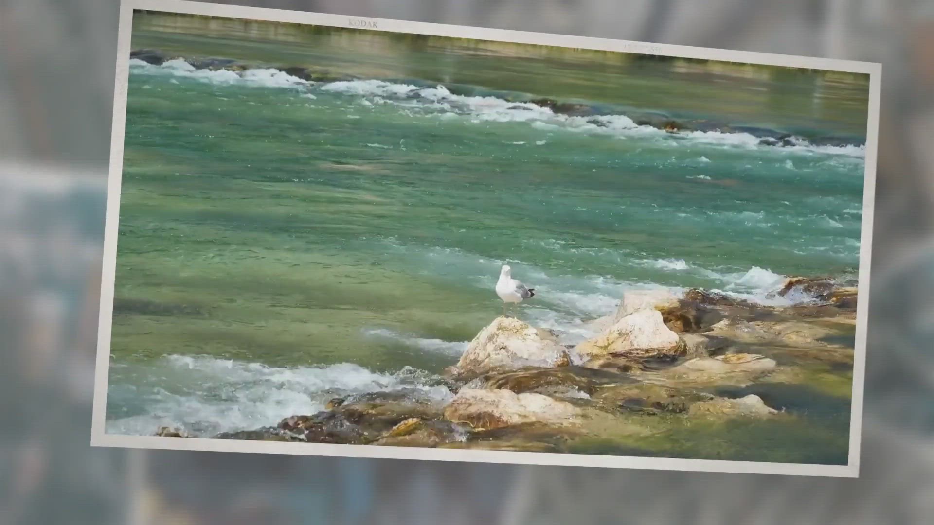 Video thumbnail for Albatross