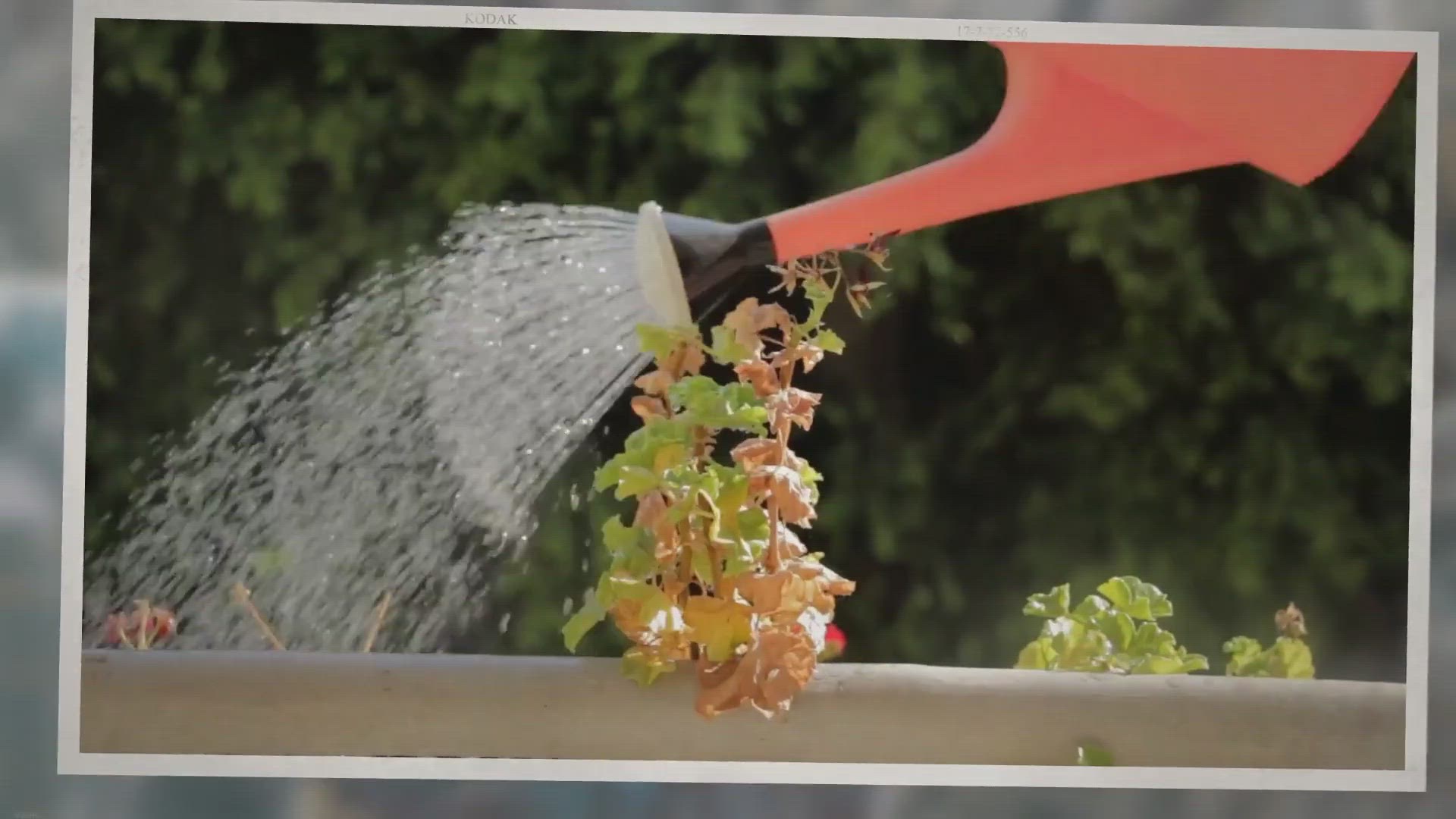 Video thumbnail for What time of day is best to water vegetable garden?