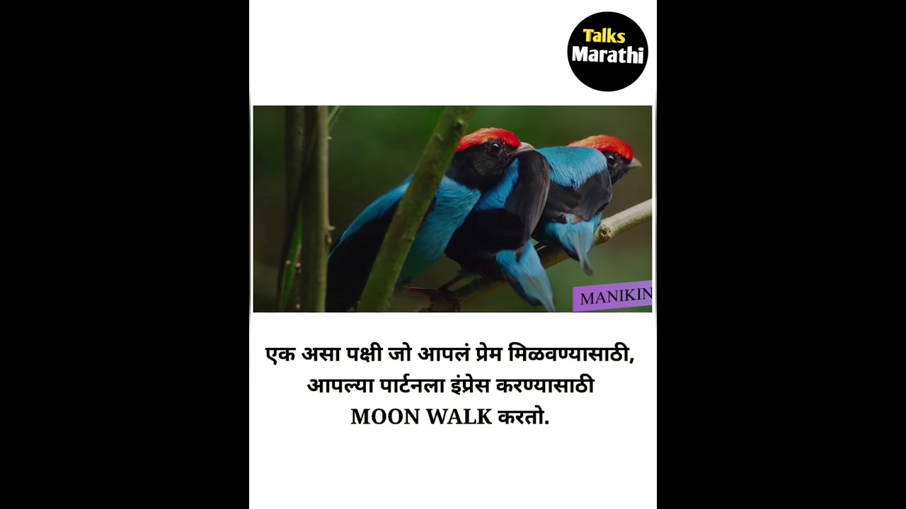 Video thumbnail for #shorts मराठी आश्चर्यकारक रोचक तथ्य