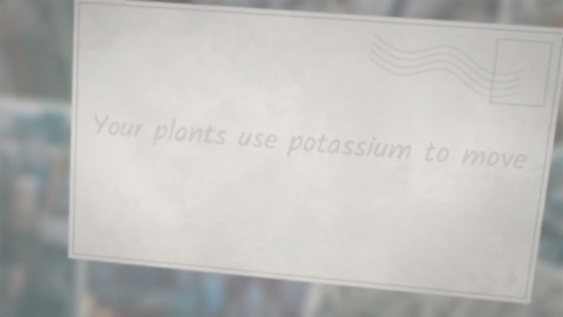 Video thumbnail for 3 Types of Banana Fertilizer you can Make at Home for Better Flowering