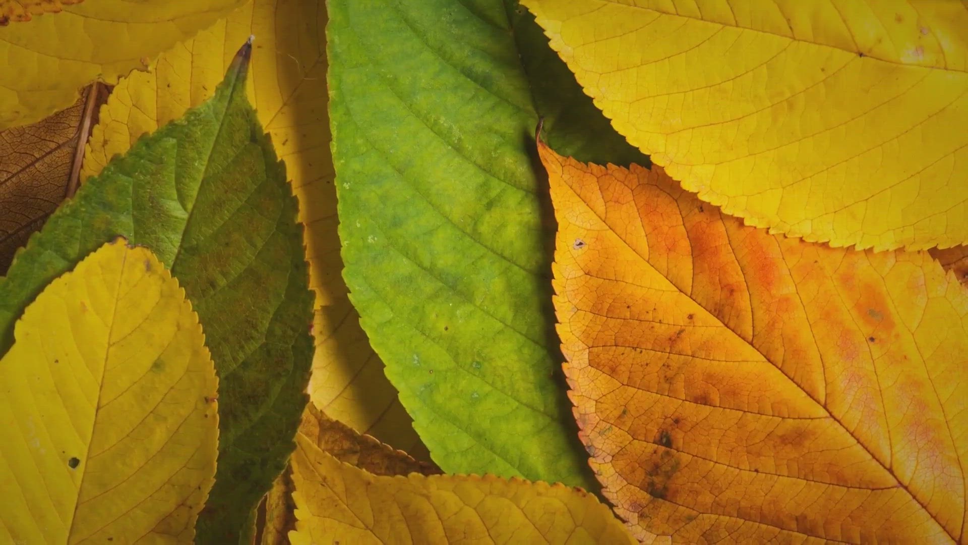 Video thumbnail for Can RedTail Catfish Live In Cold Water? A Short Guide To Caring For This Magnificent Creature