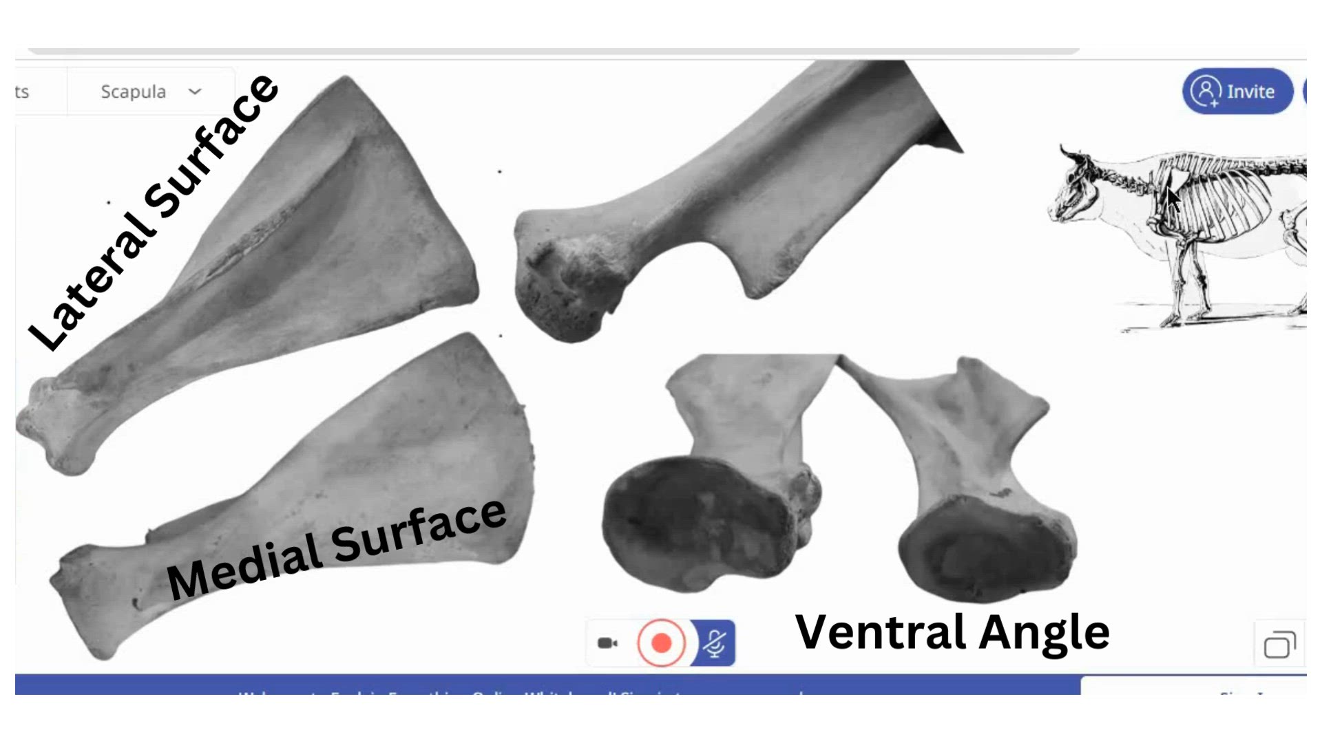 Video thumbnail for Scapula of ox anatomy video in bangla - অক্স স্ক্যাপুলা এনাটমি