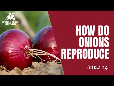 Video thumbnail for Video How Do Onions Reproduce
