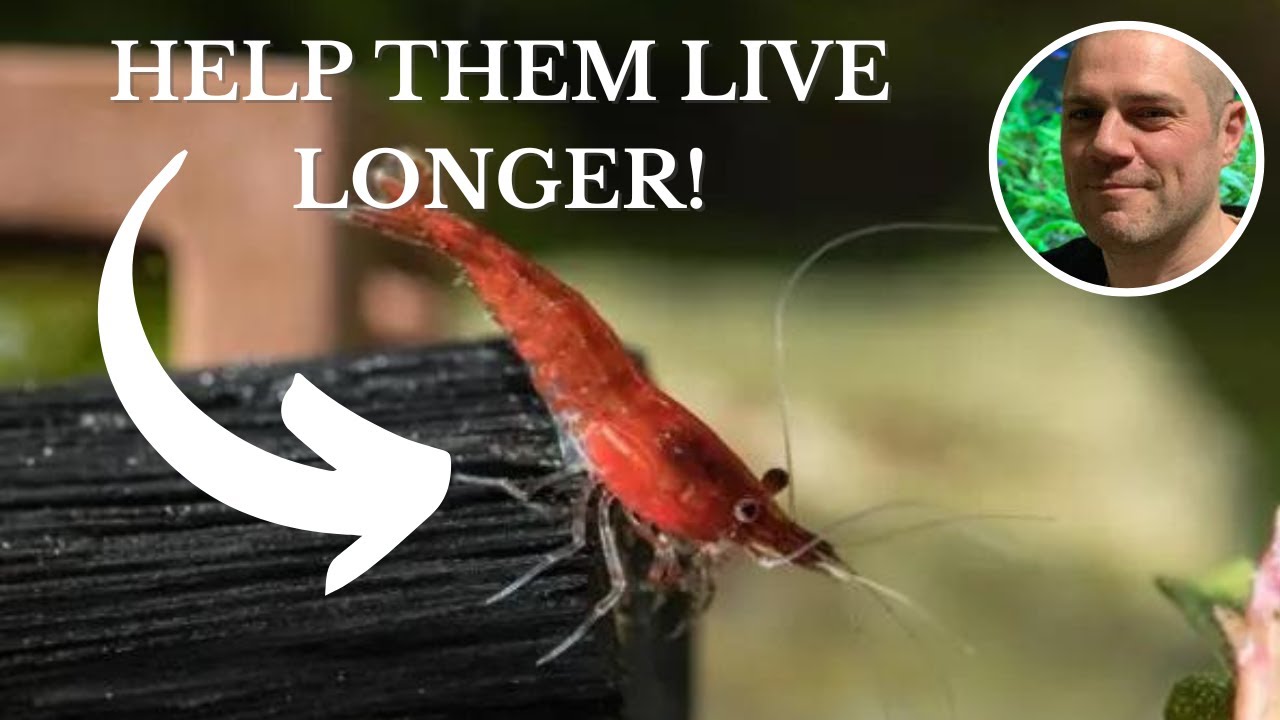 Video thumbnail for How Long Do Red Cherry Shrimp Live For? 3 TIPS TO HELP THEM LIVE LONGER