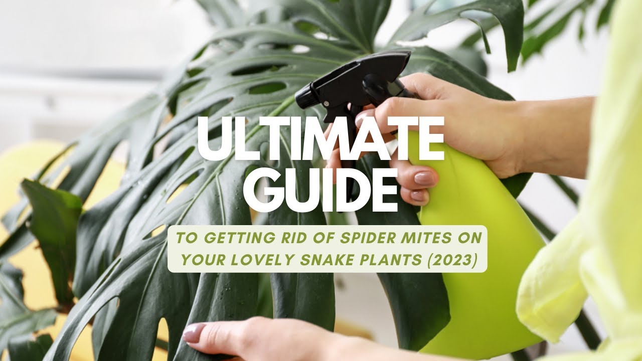 Video thumbnail for Ultimate Guide to Getting Rid of Spider Mites on Your Lovely Snake Plants (2023)