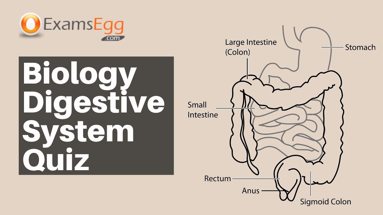 'Video thumbnail for Biology Digestive System Quiz - Examsegg'