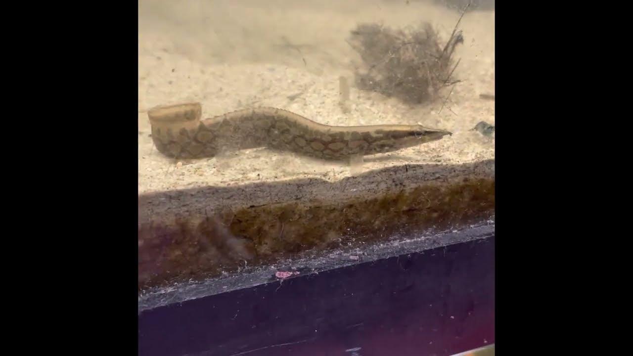 Video thumbnail for July 2022 aquarium fish shorts compilation