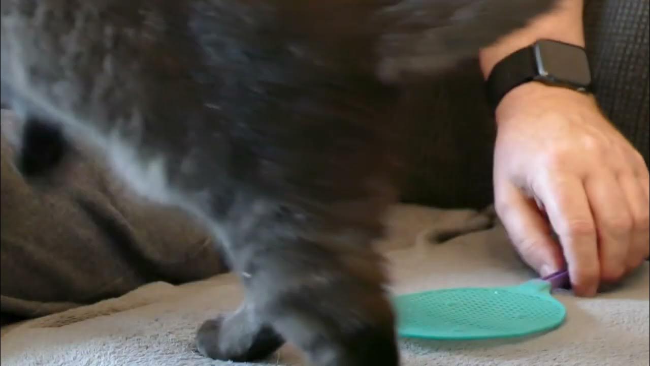 Video thumbnail for Unterhaltsames Clickertraining mit Josie