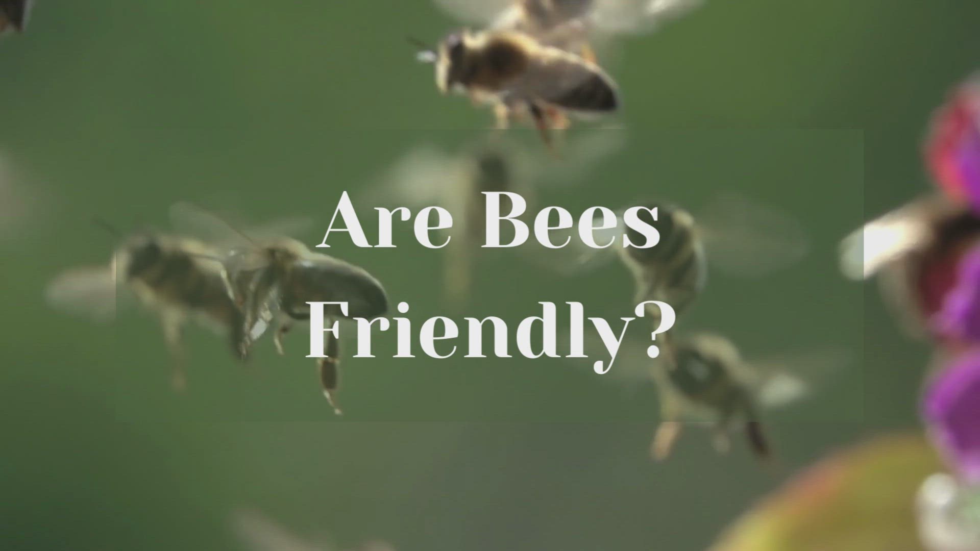 Video thumbnail for Are Bees Friendly