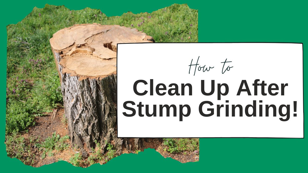 'Video thumbnail for  How to Clean up after Stump Grinding- 5 Simple Steps To Follow.'