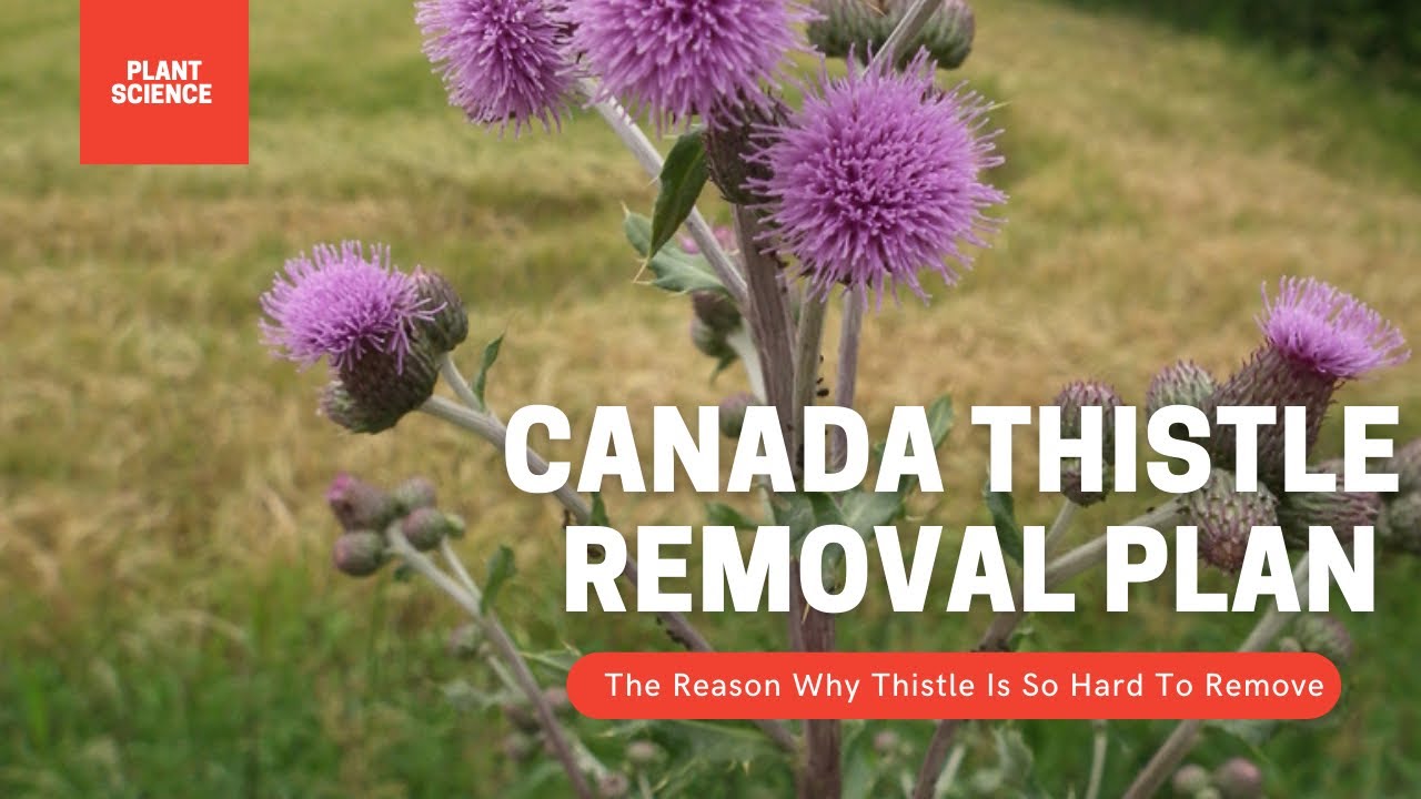 Video thumbnail for How To Permanently Remove Thistle Weeds. Canada Thistle Removal Plan | Gardening in Canada